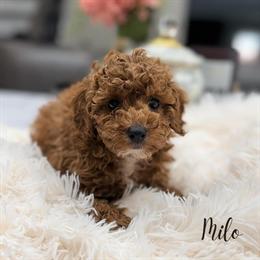 Mini Poodle Puppies Available in Chicago in Mount Prospect, il