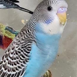 Parakeet Babies for Sale - $55 Each in Painesville, oh