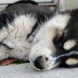 Siberian Husky Puppy with Unique Eyes Looking for Forever Home in Warner Springs, ca