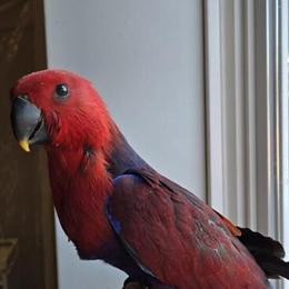 Eclectus Female Looking for a New Home in Eau Claire, wi