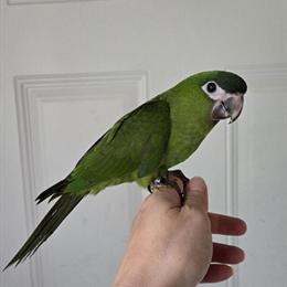 Hahns Macaw Pair for Adoption in Eau Claire, wi