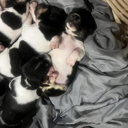 Rat Terrier Puppies Looking for Forever Homes in Homestead, fl