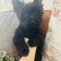 Male Black Yorkshire Terrier Available Now in Hamilton, oh