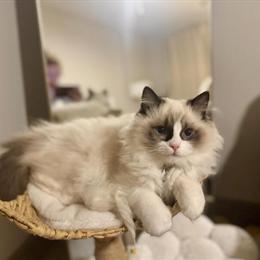 4 Month Old Seal Bicolor Ragdoll Kitten in Charlotte, nc