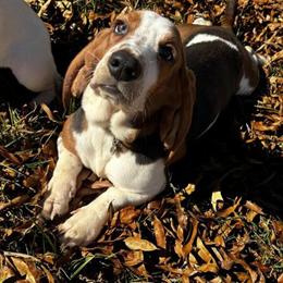 Basset Hound Looking for a Boyfriend in Monroe, nc