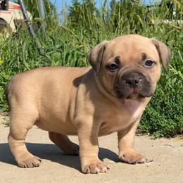 American Bully Female for Sale - 2.5 Years Old in Newport, mi