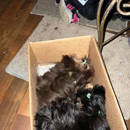 Yorkshire Terrier Males - 6 Months Old in Rochester, ny