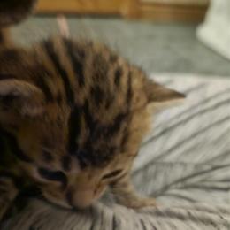 Bengal Kittens for Adoption in Cedar Springs, mi