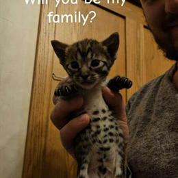 Savannah Kittens for Sale - Various Colors and Prices in Cedar Springs, mi