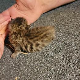 Bengal Kittens in Orange and Gray Available June/July 2025 in Cedar Springs, mi