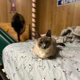 Free Female Siamese Cat Looking for a Loving Home in Cedar Springs, mi