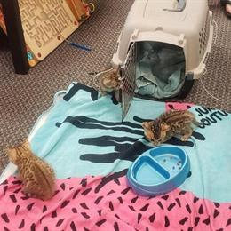 Purebred Bengal Kittens with Exotic Looks in Cedar Springs, mi