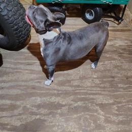 Female Frenchton Looking for Forever Home in Cumberland, md