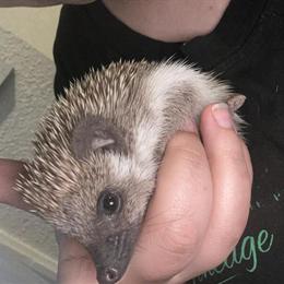 Hedgehogs for rehoming - 4 months old, male and female in Minneapolis, mn