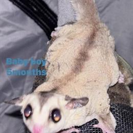 Baby Sugar Gliders Ready for Adoption in Minneapolis, mn