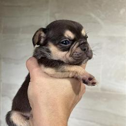 Male French Bulldog Puppy in Chicago - AKC Registered in Berwyn, il