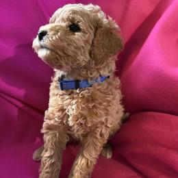 Micro Mini Goldendoodle Puppies Ready After May 9th in Gloucester, va