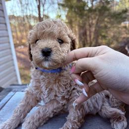 Micro Mini Goldendoodle Puppies Ready After May 9th in Gloucester, va