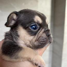 Fluffy French Bulldog Puppies Available in Chicago - 6 Weeks Old in Berwyn, il