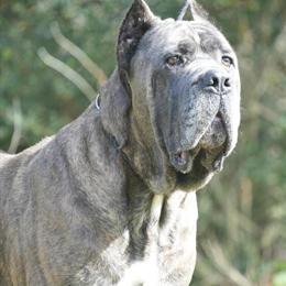 Cane Corso Stud Service - Champion Blue Brindle Xanto in Richmond, va