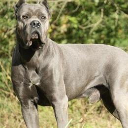 Cane Corso Stud Service - AKC Champion Big Blue Available in Richmond, va