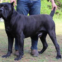 Champion Black Cane Corso Gabran Available for Stud Services in Richmond, va