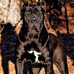 Cane Corso Stud Service - Thor Available in Richmond, va