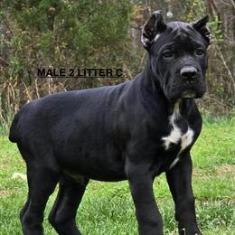 Cane Corso Puppies from Import Bloodline - Litter C Available in Richmond, va