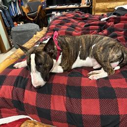Bull Terrier Stud with Great Temperament in Greenville, oh