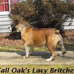 Boerboel Puppies Available for Adoption Starting May 2026 in Bowling Green, va