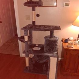 Siberian Cat - Friendly and Neutered in Bowling Green, va