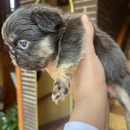Female French Bulldog Puppy Available in Chicago in Berwyn, il
