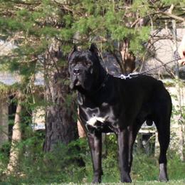 Cane Corso Stud Service - Vito with Excellent Bloodlines in Richmond, va