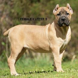 Cane Corso Puppies from Import Bloodline - Litter B Available in Richmond, va