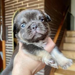 Fluffy French Bulldog Puppy Available in Chicago in Berwyn, il