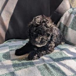 Chubby Male Poodle Puppy Available in Sylva, nc