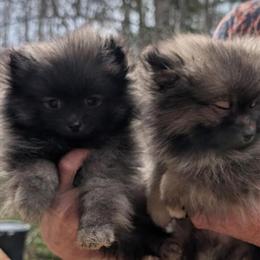 Pomeranian Puppies - Fluffy Silver Sables, 8 Weeks Old in Sylva, nc