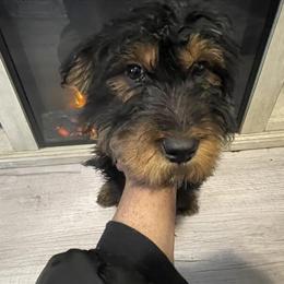 Bernedoodle Puppies for Rehoming in Harper Woods, mi