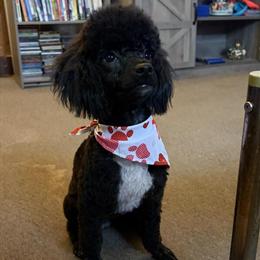 Toy Poodle for Stud - AKC Registered in Washington Court House, oh