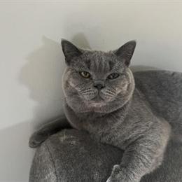 Scottish Fold and British Shorthair Kittens Available for Reservation in Fowlerville, mi