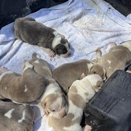 American Bully Puppies Available in Waldorf, md