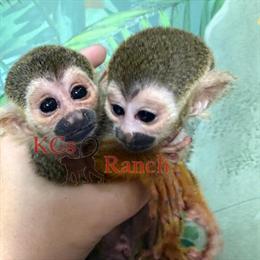Squirrel Monkey Babies Available for Deposit in Laurinburg, nc