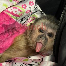 Baby capuchin monkeys available at KCs Ranch in Laurinburg, nc