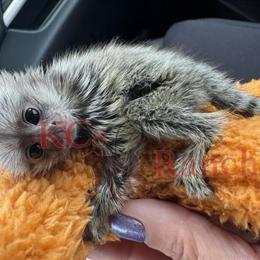 Baby Marmoset Monkeys Ready for Adoption in Laurinburg, nc