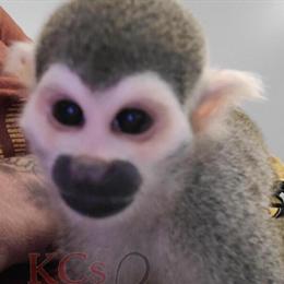 Squirrel Monkeys for Zoological Exhibit or Private Collection in Laurinburg, nc