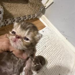 Kittens from Exotic Chocolate and Lilac Litter in Palm Coast, fl