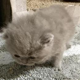 Exotic lilac kitten for adoption in Palm Coast, fl