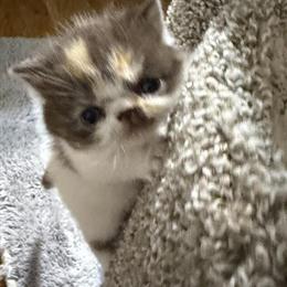 Exotic calico kitten available in Palm Coast, fl