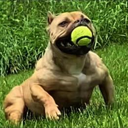 Adult Female American Bully for Sale in Newport, mi