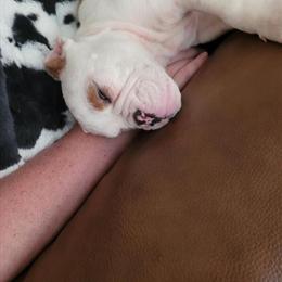 Meet Bandit - 8 Month Old Male Puppy Available in Harrodsburg, ky